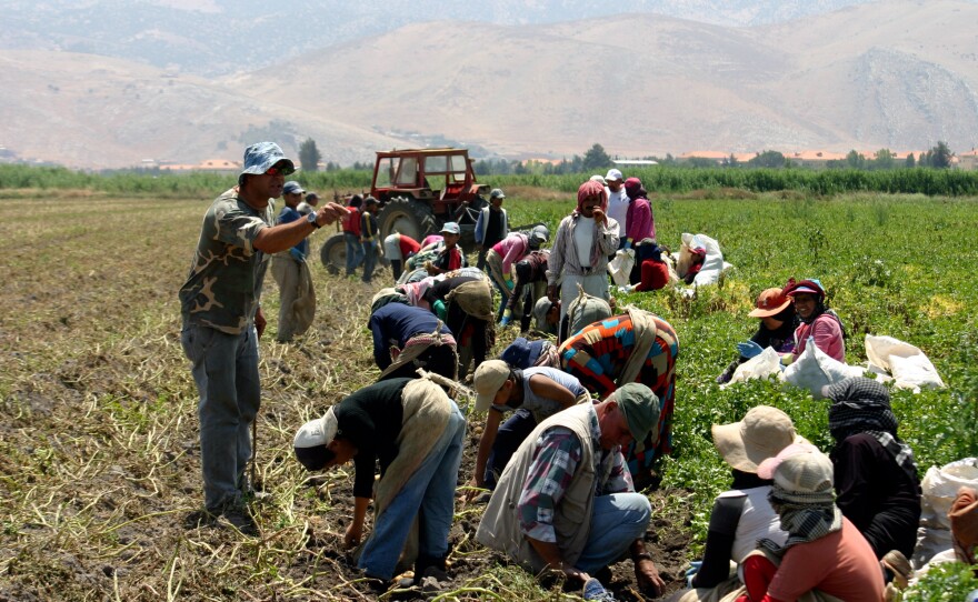 The Lebanese foreman yells at the children in his crew of Syrian refugees, picking potatoes in the Beqaa Valley.