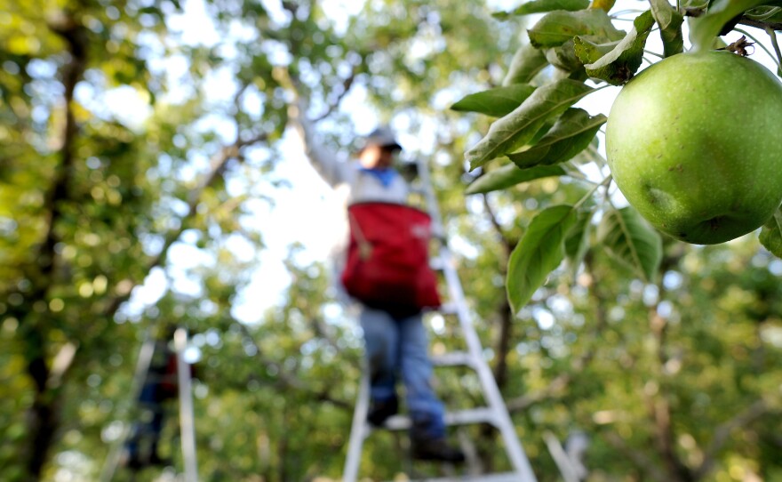 A harvester picks apples in 2010 in Milton-Freewater, Ore.