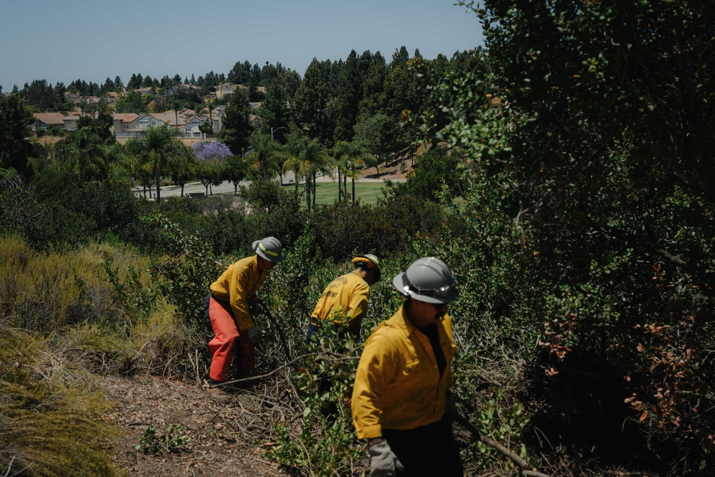 Firefighters with Chula Vista’s new fuels crew clear a section of overgrown lemonade sumac in the canyon next to Kumeyaay Park on June 25, 2024. The three-year program was launched in 2023 and is focusing on the most dangerous canyons.