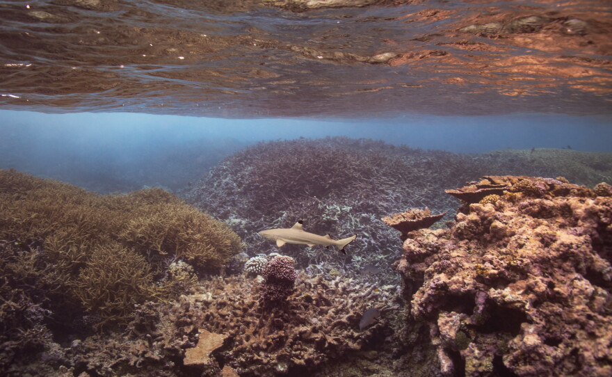 Palmyra Atoll has one of the highest densities of predators ever found by scientists, like this blacktip reef shark cruising the reef.
