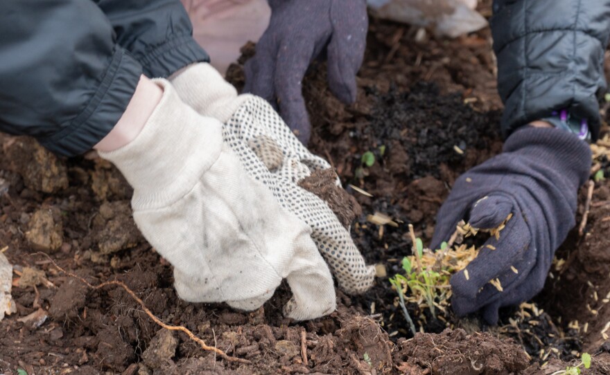 TCNJ students participate in a native planting day on the New Jersey Campus.