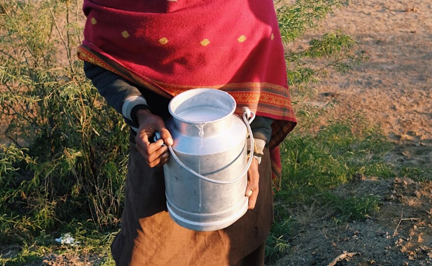 Jat Saleh Amir, 18, a Maldhari herder with fresh camel milk in front of his herd in Kutch, Gujarat.