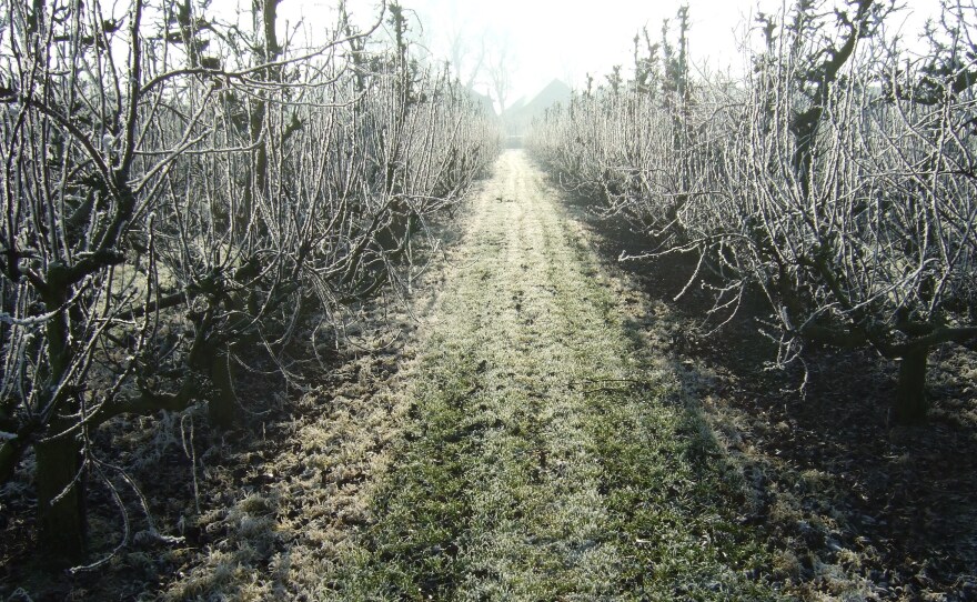 Frigid temperatures help set buds that will turn into flowers in spring, then into fruits and nuts in summer.