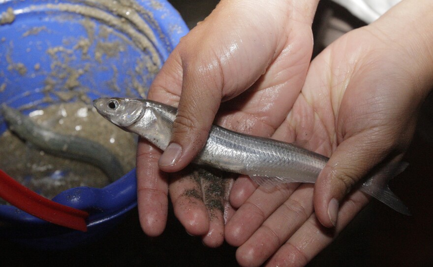 Grunions, native only to Southern California and the upper Baja Peninsula, have a peculiar mating ritual. They wash ashore to fertilize their eggs in the sand, then drift back out to sea.