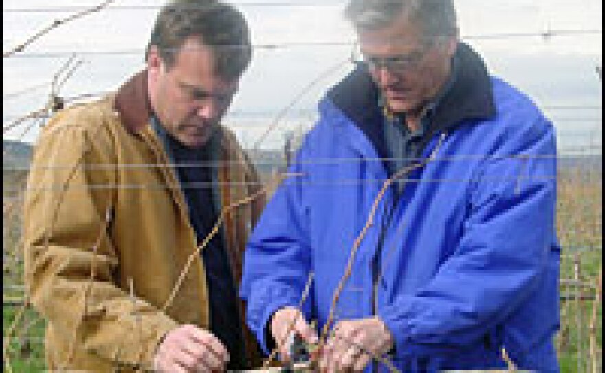 Winemaker Dave Stephenson (left) works as a consultant to other wineries to supplement his income. He and client and winemaker Steve Kenyon inspect Kenyon's vineyards.
