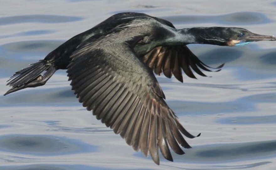 A Brandt's cormorant flies by the Monterey Harbor breakwater.