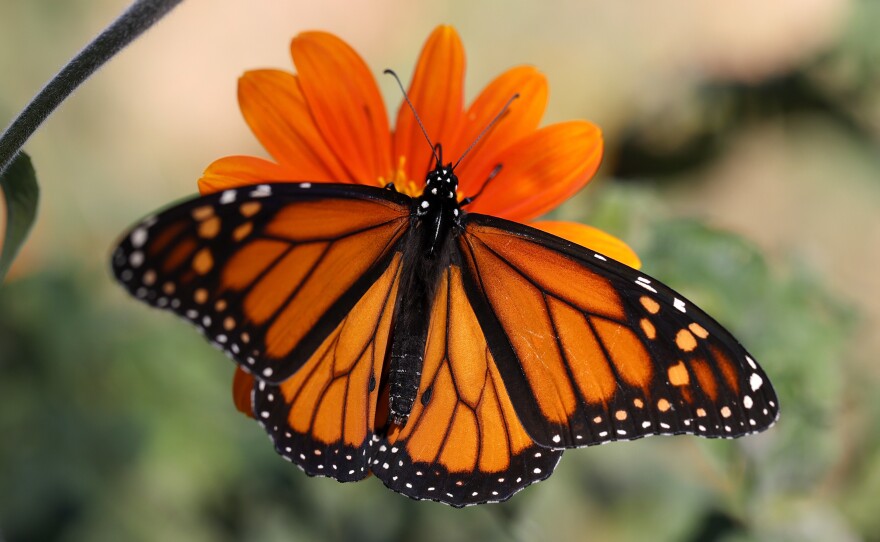 The number of monarch butterflies migrating to California spiked this winter after years of historic lows.