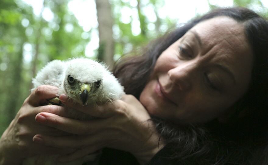 Helen Macdonald holding a young goshawk chick that has just been ringed.