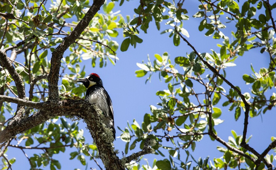 Acorn woodpecker in tree. Carmel, Calif.