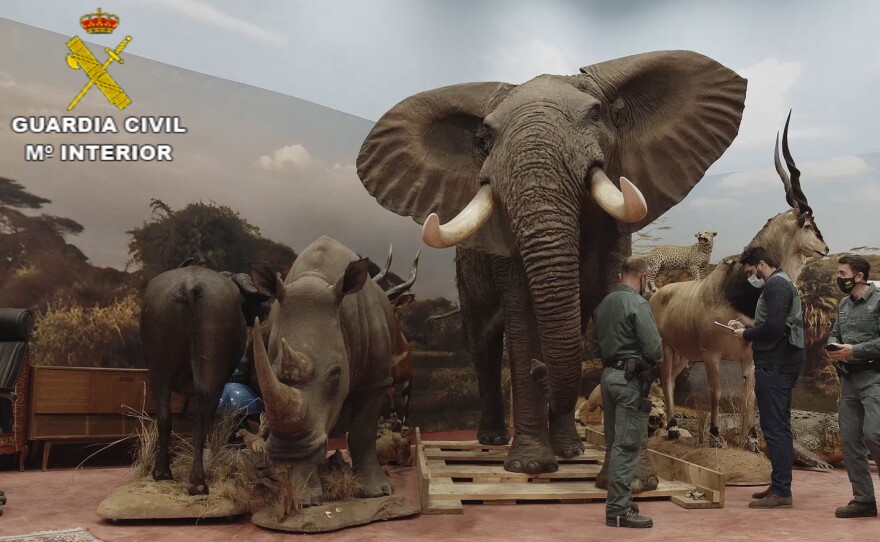 An elephant in the collection.