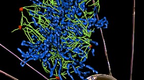 Defective BRCA1 causes aberrant expression of non-coding satellite RNA that leads to genomic instability, thereby promoting cancer development. The image shows that over-production of satellite RNA leads to abnormal number of centrosomes in a normal human epithelial cell.

Centrosomes are pictured in red, tublin in green and chromosomes in blue. The "mirrored" image in the Sputnik satellite is a confocal microscopic image.

Center: a mathematical reconstruction of the confocal image to resolve the tubulin fibers and the individual chromosomes.
