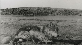 This remarkable photograph was taken by Ernest Thompson Seton himself at the very moment when he first discovered Lobo caught in his traps in the Currampaw Valley of New Mexico in the winter of 1894. It took four traps - one on each leg - to stop the clever and deadly wolf in his tracks.