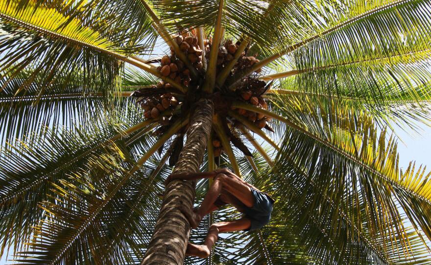 A laborer climbs a tree to pluck coconuts at a farm in India.