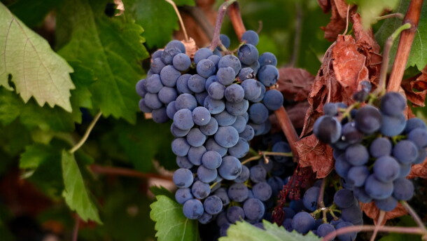 Merlot grapes hang on a vine at Berryhill Family Vineyards in Clements, Calif., Sept. 10, 2026.