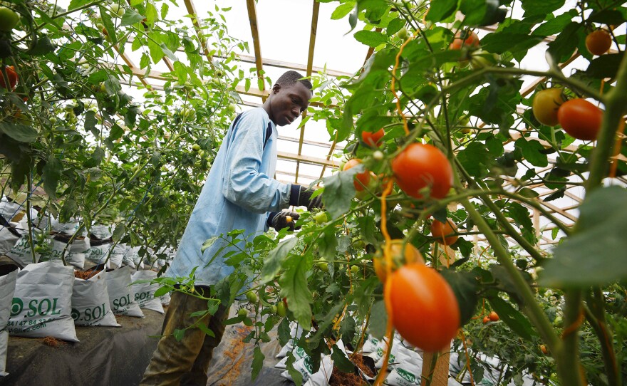 A man works in a hydroponic tomato farm in Bingerville, Côte d'Ivoire. According to a new report, governments should help make fruits and vegetables more affordable, so people are more likely to eat them.