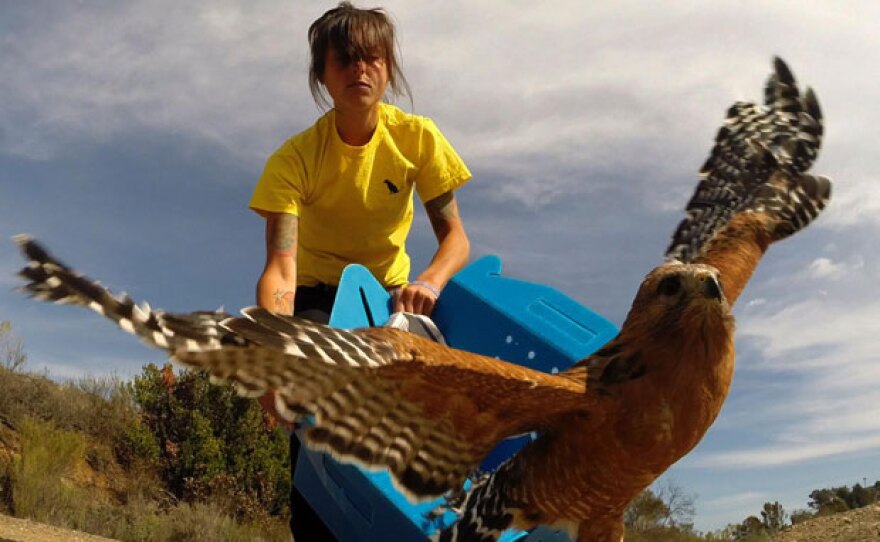 This red-shouldered hawk, who got entangled in a fence, tastes freedom again after four weeks in rehabilitation.