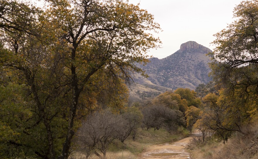 The Coronado National Forest near the U.S.-Mexico border. The Chiltons say if militias want to come and try to secure the border, they're all for it.