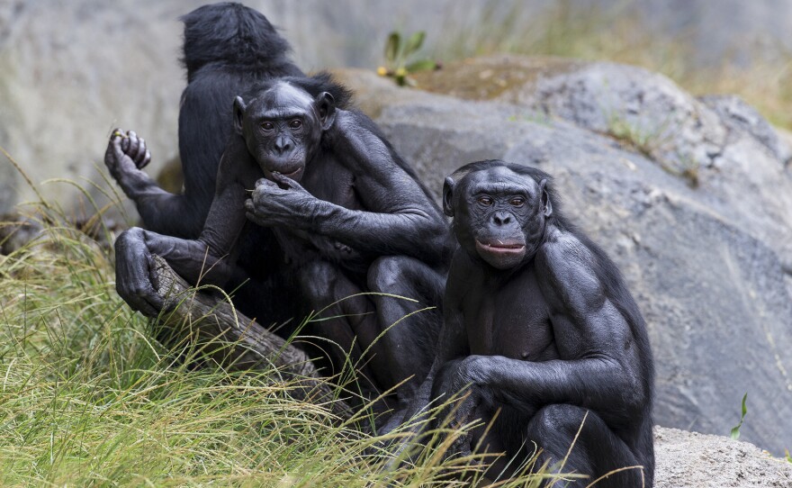 Five bonobos at the San Diego Zoo have been vaccinated against COVID-19.