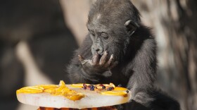 Joanna, a one-year-old gorilla, is shown eating an ice cake at the San Diego Zoo Safari Park, March 12, 2015.