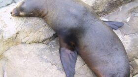 Archive Picture of Sea Lion