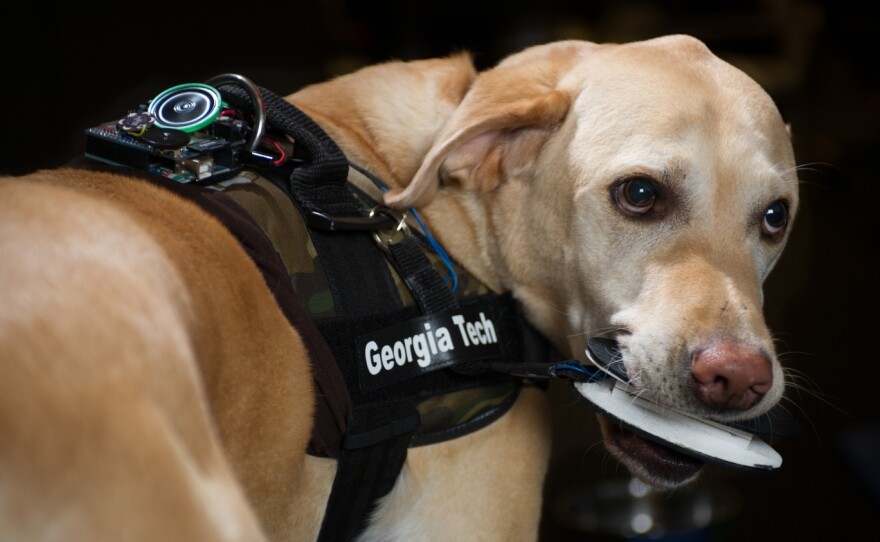 A dog named Schubert activates the "bite sensor." The FIDO vest can call 911 or send a GPS signal to handlers, among other things.