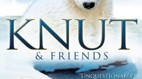 Promotional graphic for the documentary "Knut And Friends." This film tells the emotional story of Knut the polar bear and his extraordinary young life.