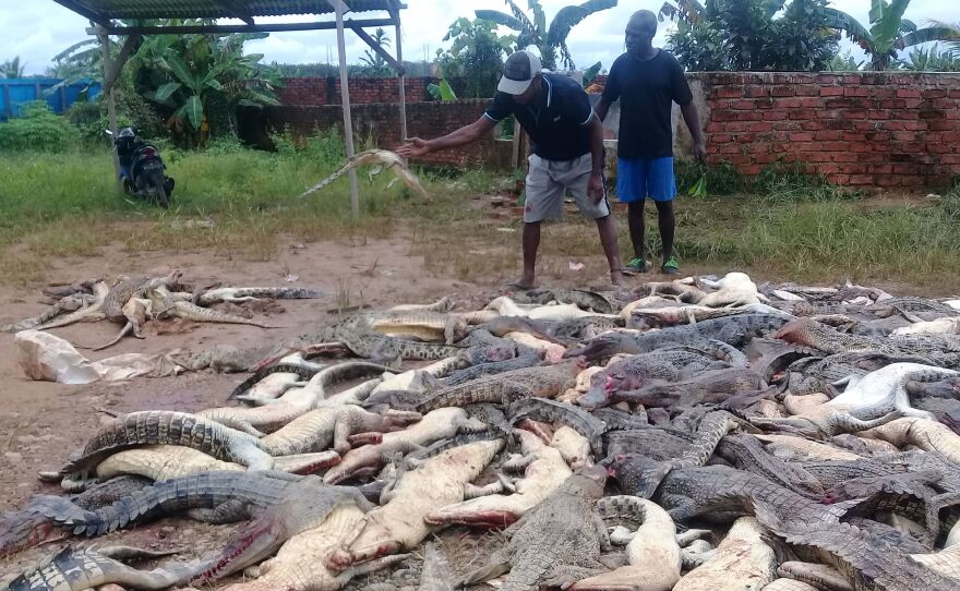 Two men stand among dead crocodiles slaughtered by a mob in Sorong in Indonesia's Papua province on Saturday.