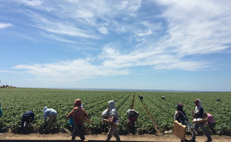 Strawberry pickers in Watsonville, Calif. Many farmworkers in the state are out of work because of the severe drought. Those who do have a job are often working harder for less money.