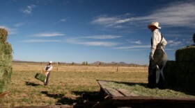 A Mennonite father and son at work in a field near Casas Grandes, Chihuahua, part of a Mennonite community that's home to suspected drug smuggler David Giesbrecht Fehr. 