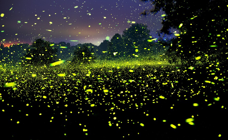 Fireflies outside Nevis, N.Y., in June 2021. "A microbrewery just opened up directly next door this summer and this location might be lost," Mauney lamented. "I lose locations every year to lighting — and I am always on the search for new ones."