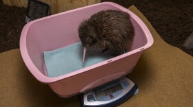 The brown kiwi chick is weighed at the San Diego Zoo, April 5, 2016.