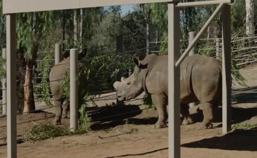 Southern white rhinoceroses at the San Diego Zoo Safari Park, Nov. 6, 2015.