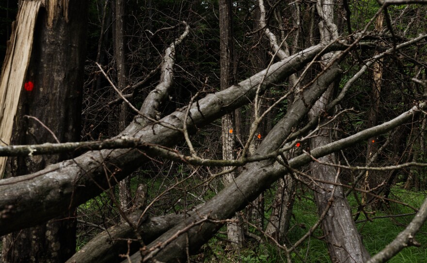 Orange dots mark the trees that were damaged in the path of the jet crash.