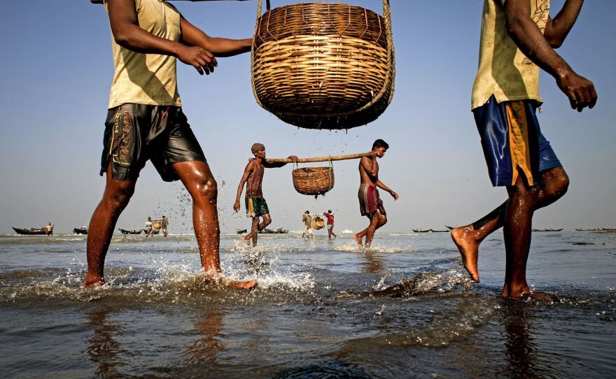 Fishermen in the Sunderban area of Bangladesh return to their boats after collecting fish in baskets.