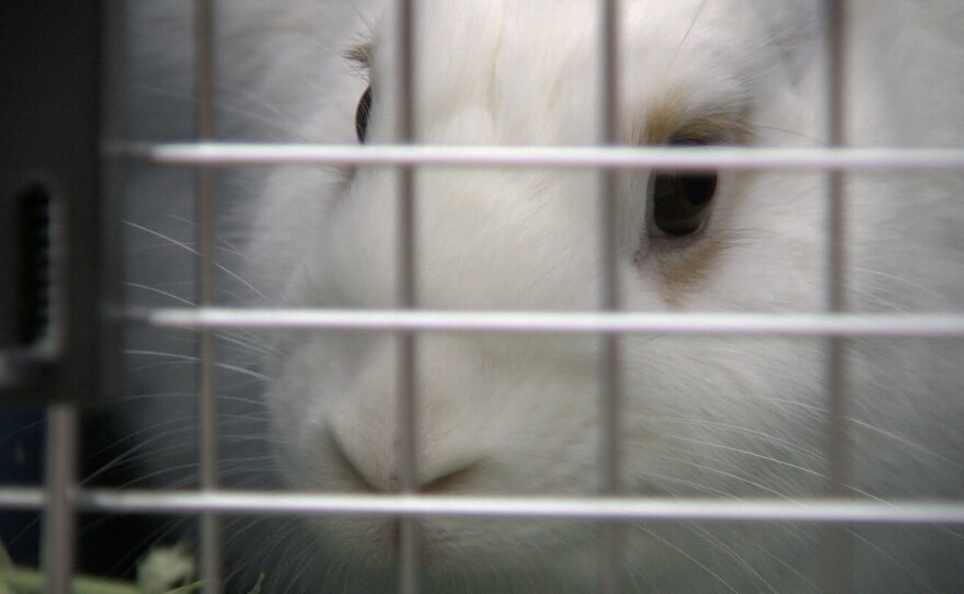 The white rabbit known as Calvin Klein, May 31, 2017.