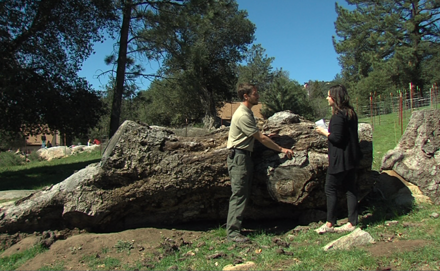 California State Parks scientist Mason Hyland shows reporter Megan Burks evidence of a Goldspotted Oak Borer infestation that killed a tree at the Cuyamaca Outdoor School, March, 30, 2017.