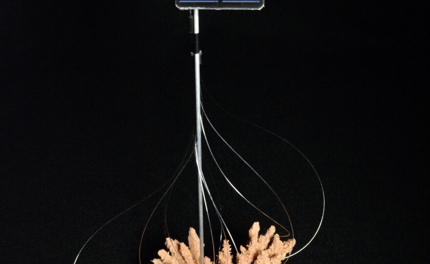Fiber Optics for Corals: This design would provide an alternate energy source for coral, when polluted oceans prevent adequate sunlight from passing through the water. "We are building into our power grids ever more redundancy," Keats says. "Looking to have multiple possible sources for energy in order to make up for the fact that none of them is necessarily reliable."