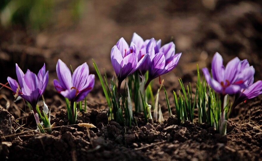 Saffron flowers on a farm in Herat, Afghanistan. It takes about 200,000 stigmas from the saffron crocus flower to make one pound of saffron.