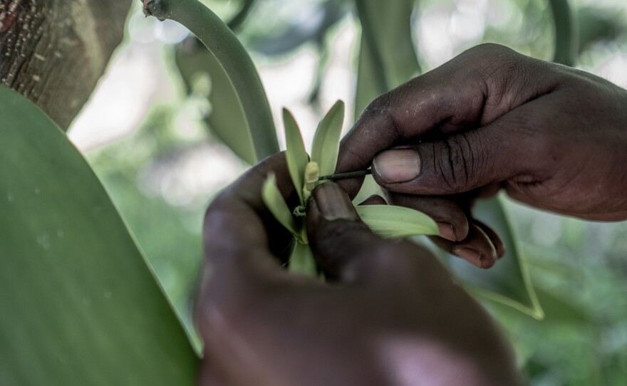 A plantation worker manually pollinates a vanilla flower at a plantation near Antalaha, Madagascar. Since each flower needs to be hand-pollinated, vanilla production is a labor-intensive enterprise.