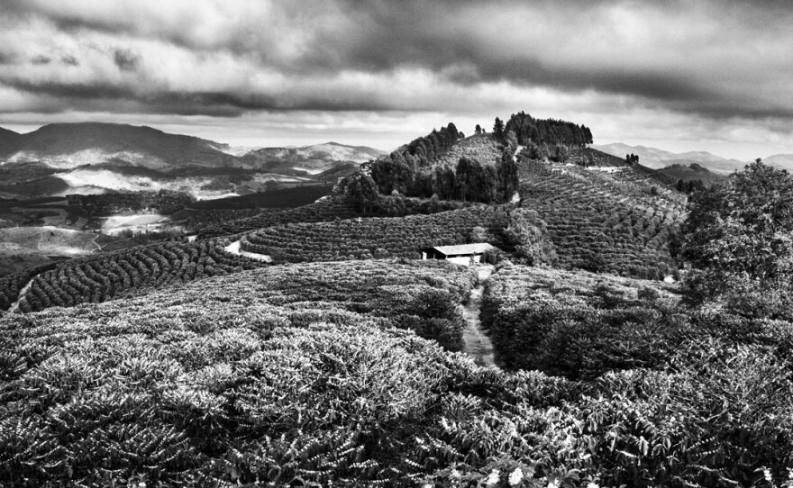 Coffee fields in Brazil during flowering season.