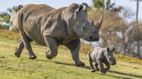 A southern white rhinoceros with her calf at San Diego Zoo Safari Park is shown in this undated photo. 