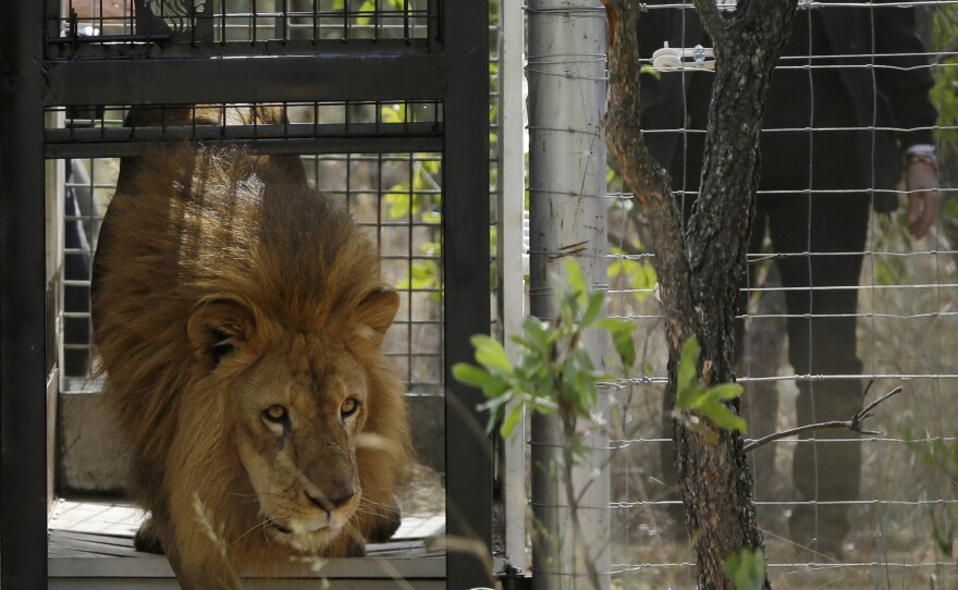 A former circus lion is released into an enclosure, at Emoya Big Cat Sanctuary in Vaalwater, South Africa, on Sunday.