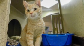 Five-month-old kitten Buttons in the Cattery Facility at Front Street Animal Shelter.