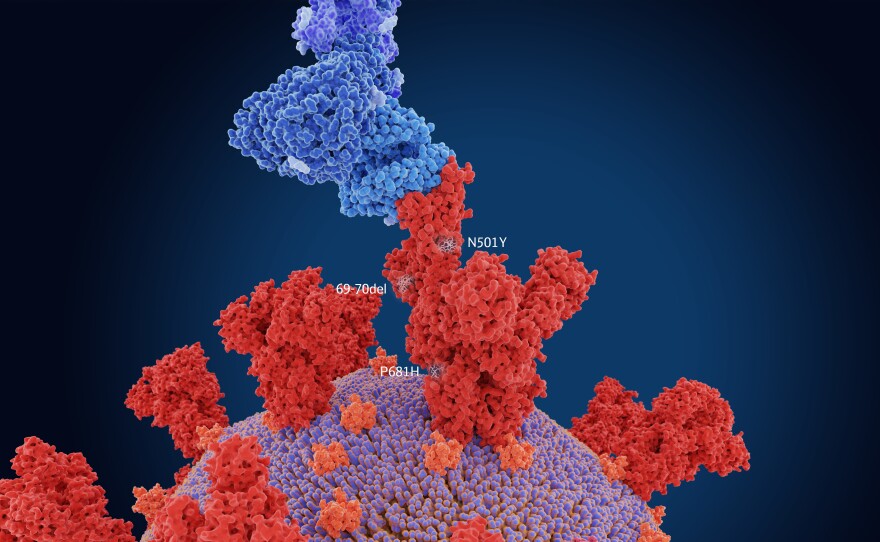 The small numerals in the illustration show the main mutation sites of the variant B.1.1.7 found in the U.K., which is more transmissible than other versions. In the depiction, the spike protein of the virus (red) is bound to a human cell (blue).