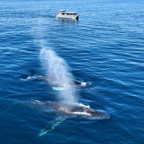 The image shows two whales with a boat in the background in this undated photo.