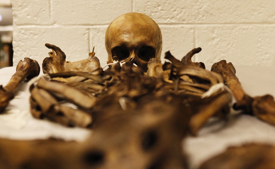 A human skeleton, part of the WM Bass Donated Skeletal Collection.