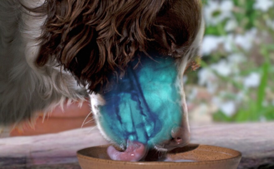 Spaniel lapping up milk revealed with x-ray.