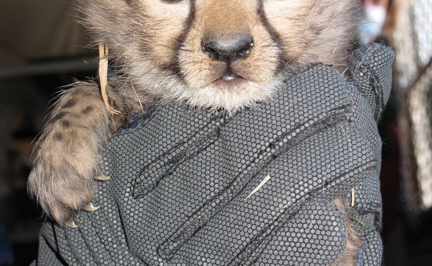 A baby cheetah, a little over a month old, gets its daily weigh-in.