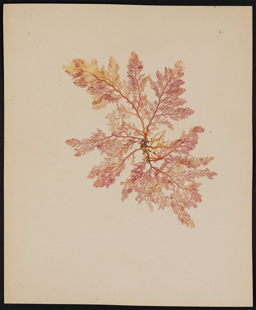 A kelp print by Ellen Browning Scripps & Eliza Virginia Scripps, "Sea comb (Plocamium pacificum), 1901-1905" will be on view at UC San Diego's Geisel Library Exhibition Gallery through Apr. 21, 2024.