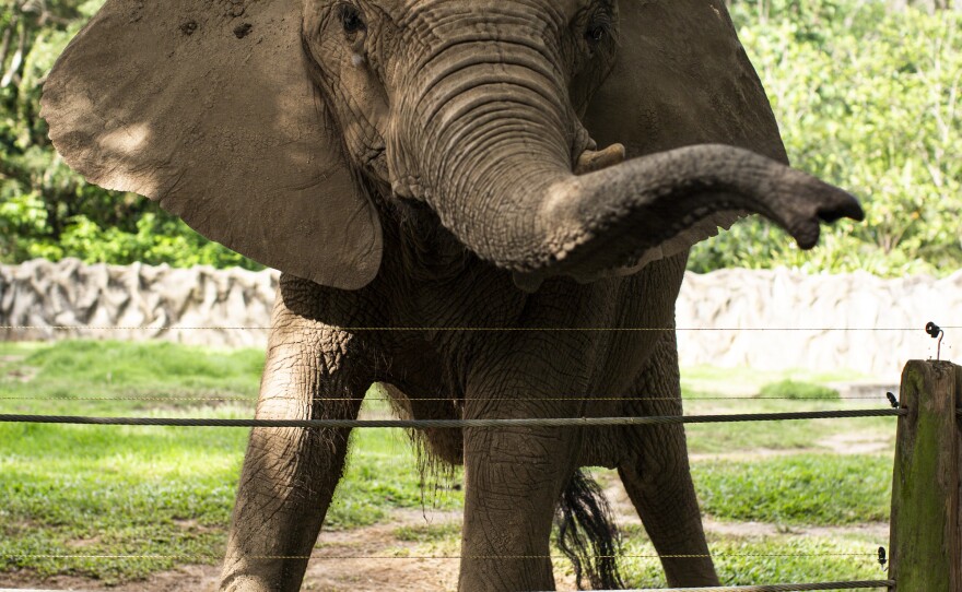 Mundi on her last full day at the Puerto Rico zoo. She was born in Africa in 1982 and lived on a private farm in Florida until Puerto Rico's zoo acquired her when she was 6. Zoo records indicate she was named Mundi after the local newspaper that donated her — <em>El Mundo</em>.